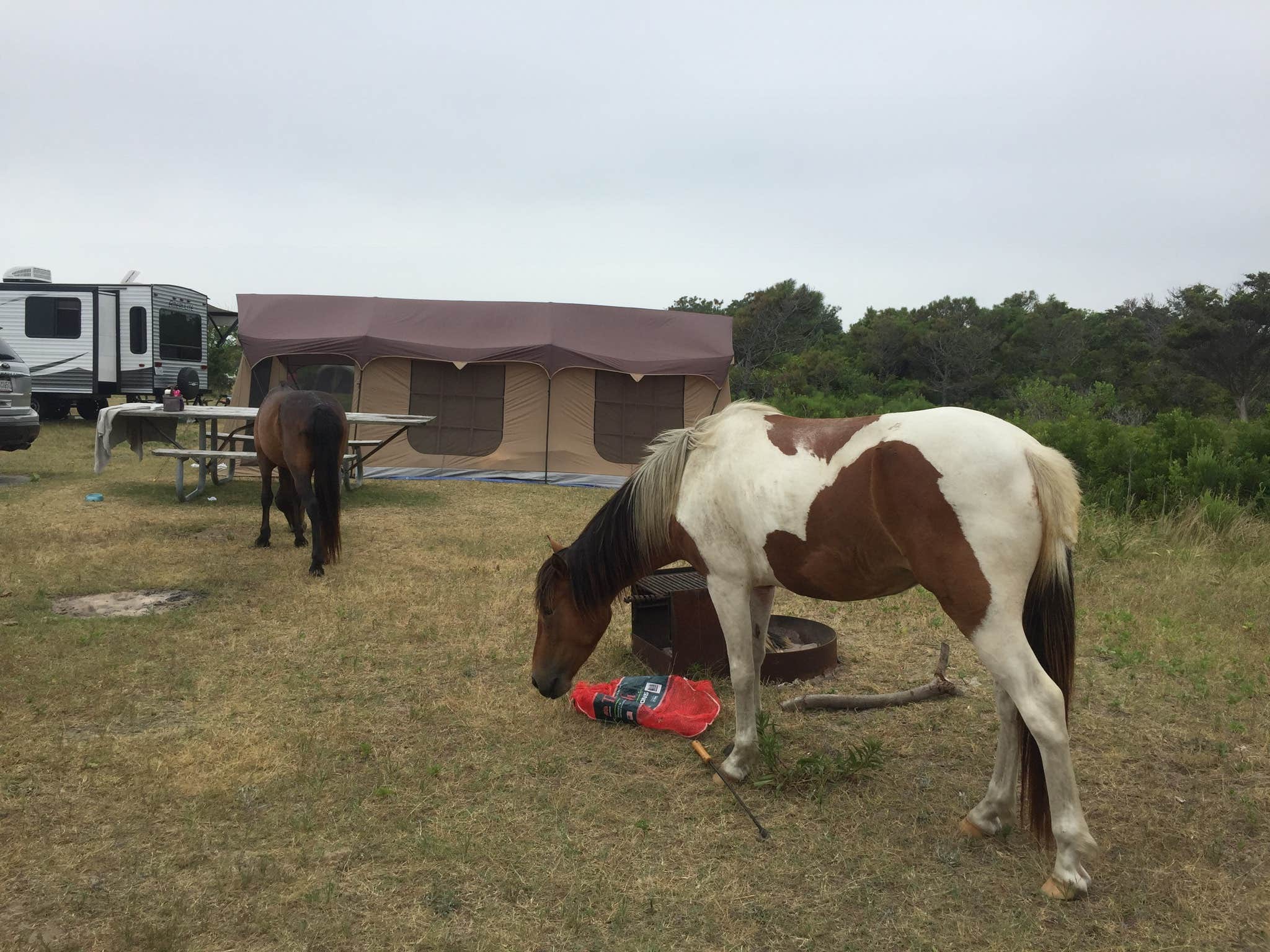 Amanda S.'s photo of rv camping at Bayside Assateague Campground — Assateague Island National Seashore near Chincoteague, VA