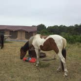 Review photo of Bayside Assateague Campground — Assateague Island National Seashore by Amanda S., July 17, 2018