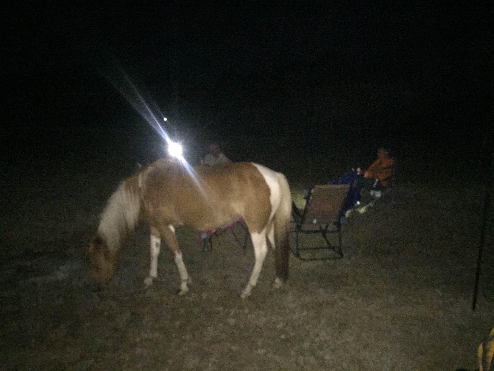 Amanda S.'s photo of camping with a horse at Bayside Assateague Campground — Assateague Island National Seashore near Assateague Island National Seashore