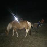 Review photo of Bayside Assateague Campground — Assateague Island National Seashore by Amanda S., July 17, 2018