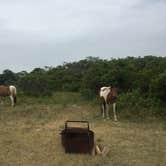 Review photo of Bayside Assateague Campground — Assateague Island National Seashore by Amanda S., July 17, 2018