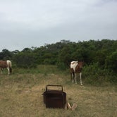 Review photo of Assateague Island National Seashore Campground by Amanda S., July 17, 2018