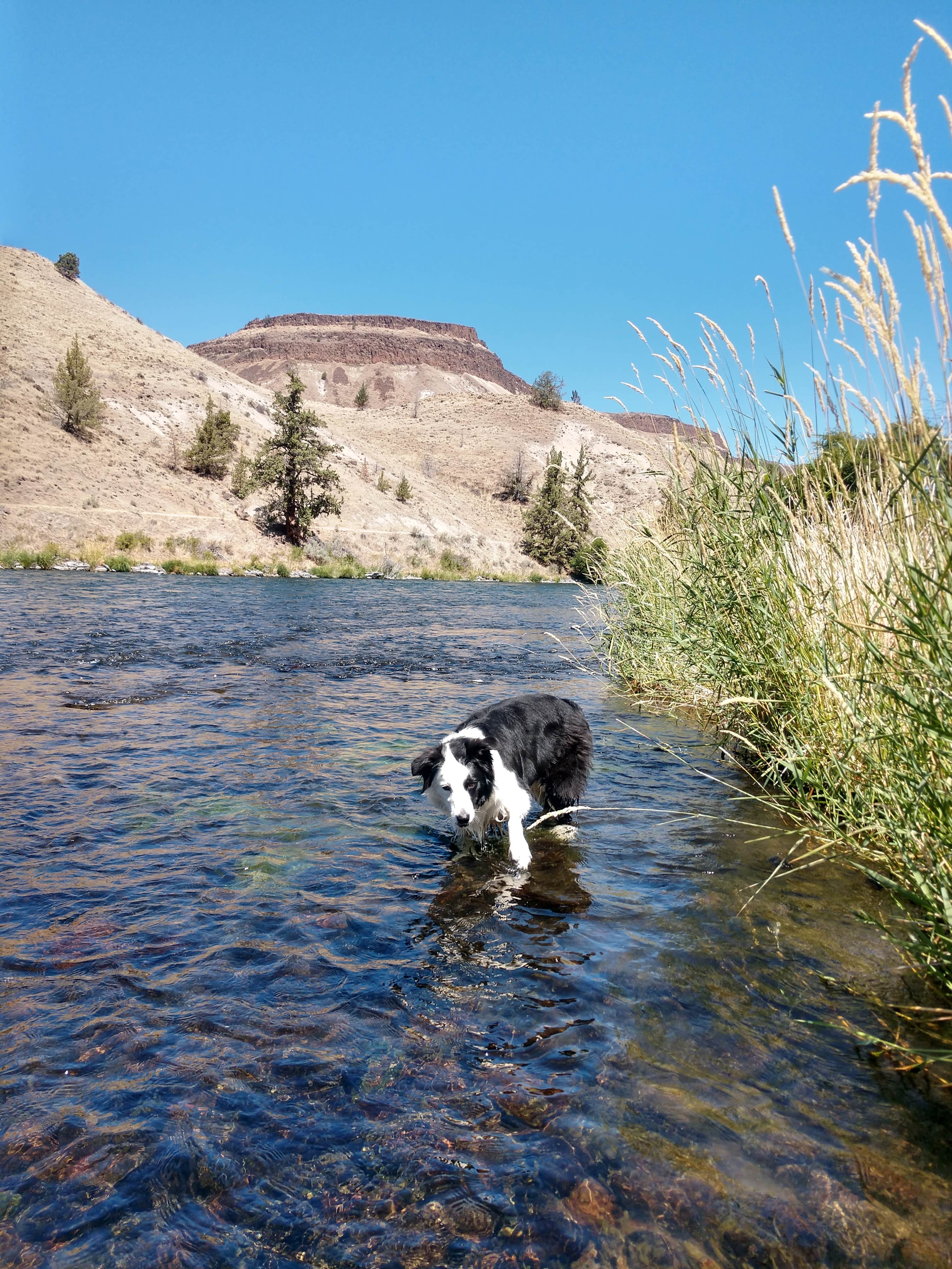 Camper-submitted photo at Trout Creek Campground Boat Ramp near Alder Springs, OR