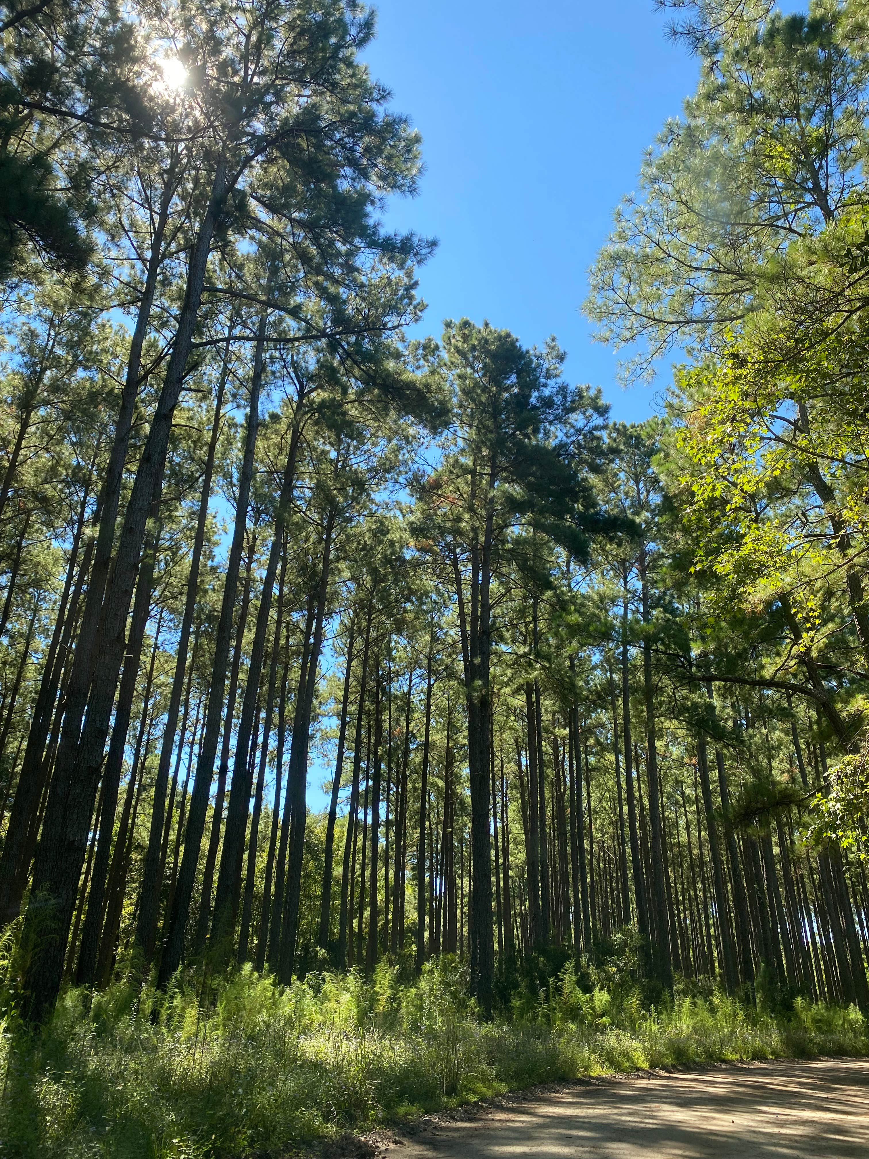 Camper-submitted photo at Dickens RV Park near Sanford, NC