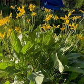 Review photo of Jenny Lake Campground — Grand Teton National Park by LoneCamper C., June 30, 2022