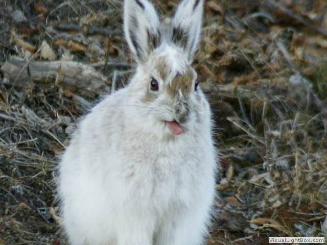 Denali R.'s photo of camping with pets at Denali Rainbow Village RV Park & Motel near Healy, AK