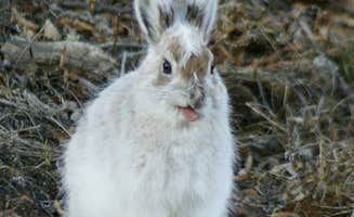 Denali R.'s photo of camping with pets at Denali Rainbow Village RV Park & Motel near Denali National Park