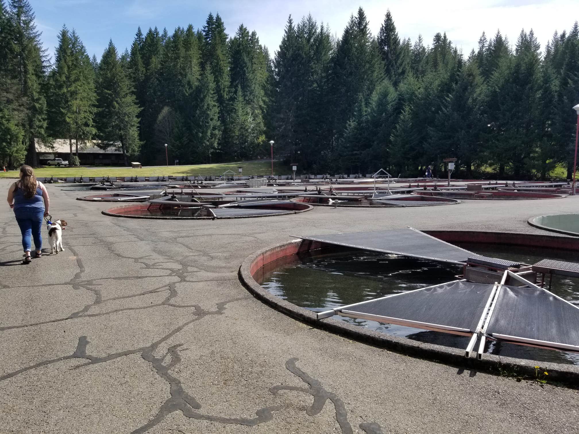 Camper submitted image from Marion Forks Campground - 5
