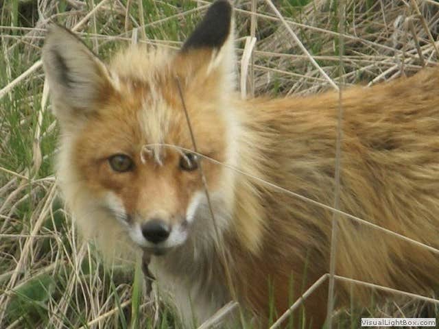 Denali R.'s photo of camping with pets at Denali Rainbow Village RV Park & Motel near Denali National Park