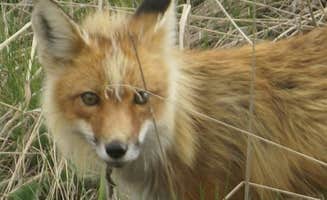 Denali R.'s photo of camping with pets at Denali Rainbow Village RV Park & Motel near Denali National Park