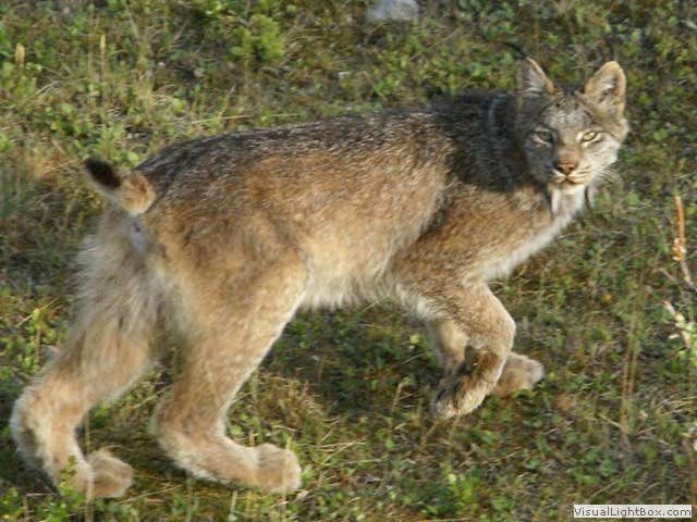 Denali R.'s photo of camping with pets at Denali Rainbow Village RV Park & Motel near Healy, AK