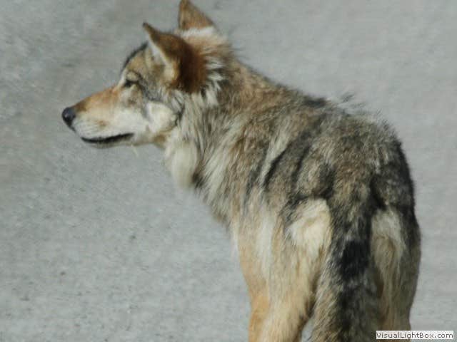 Denali R.'s photo of camping with pets at Denali Rainbow Village RV Park & Motel near Cantwell, AK