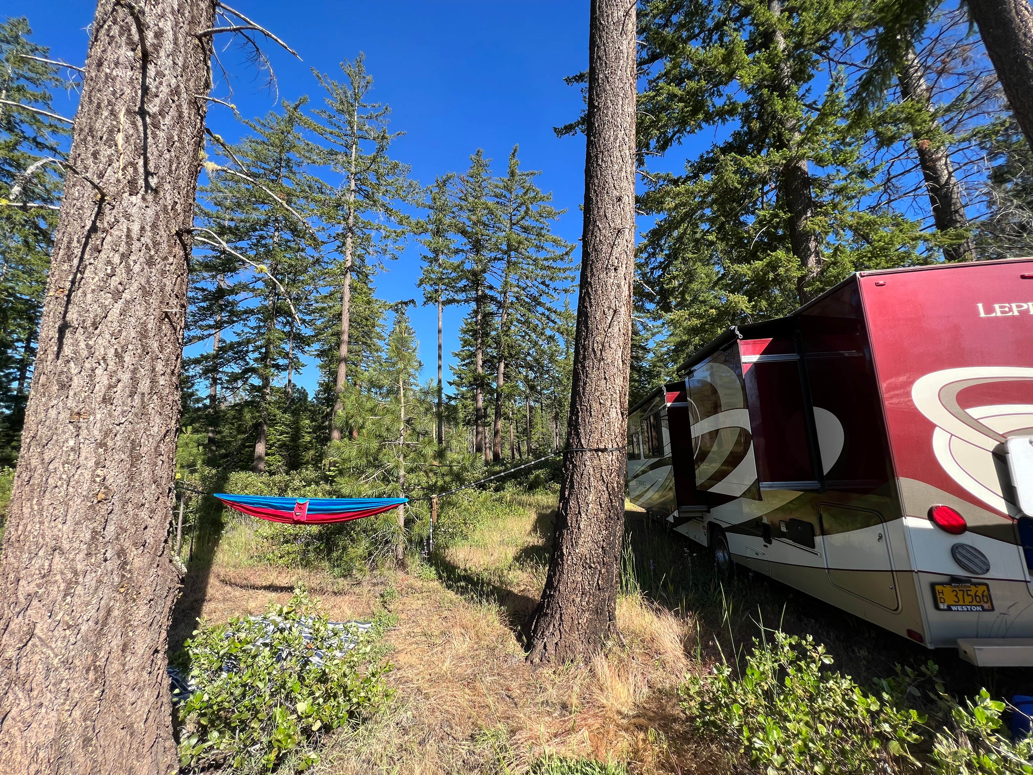 Camper submitted image from Whiskey Jack Dispersed Campsite - 4