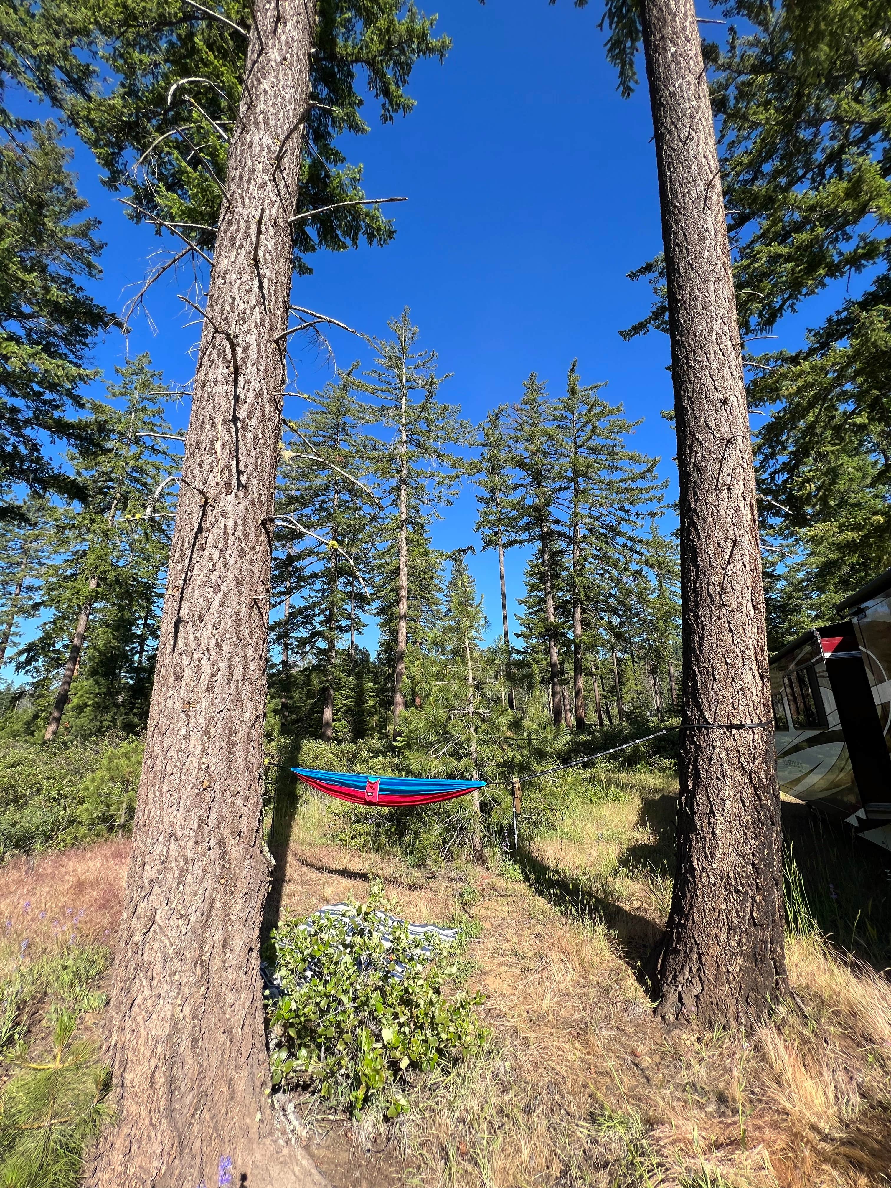 Camper submitted image from Whiskey Jack Dispersed Campsite - 4