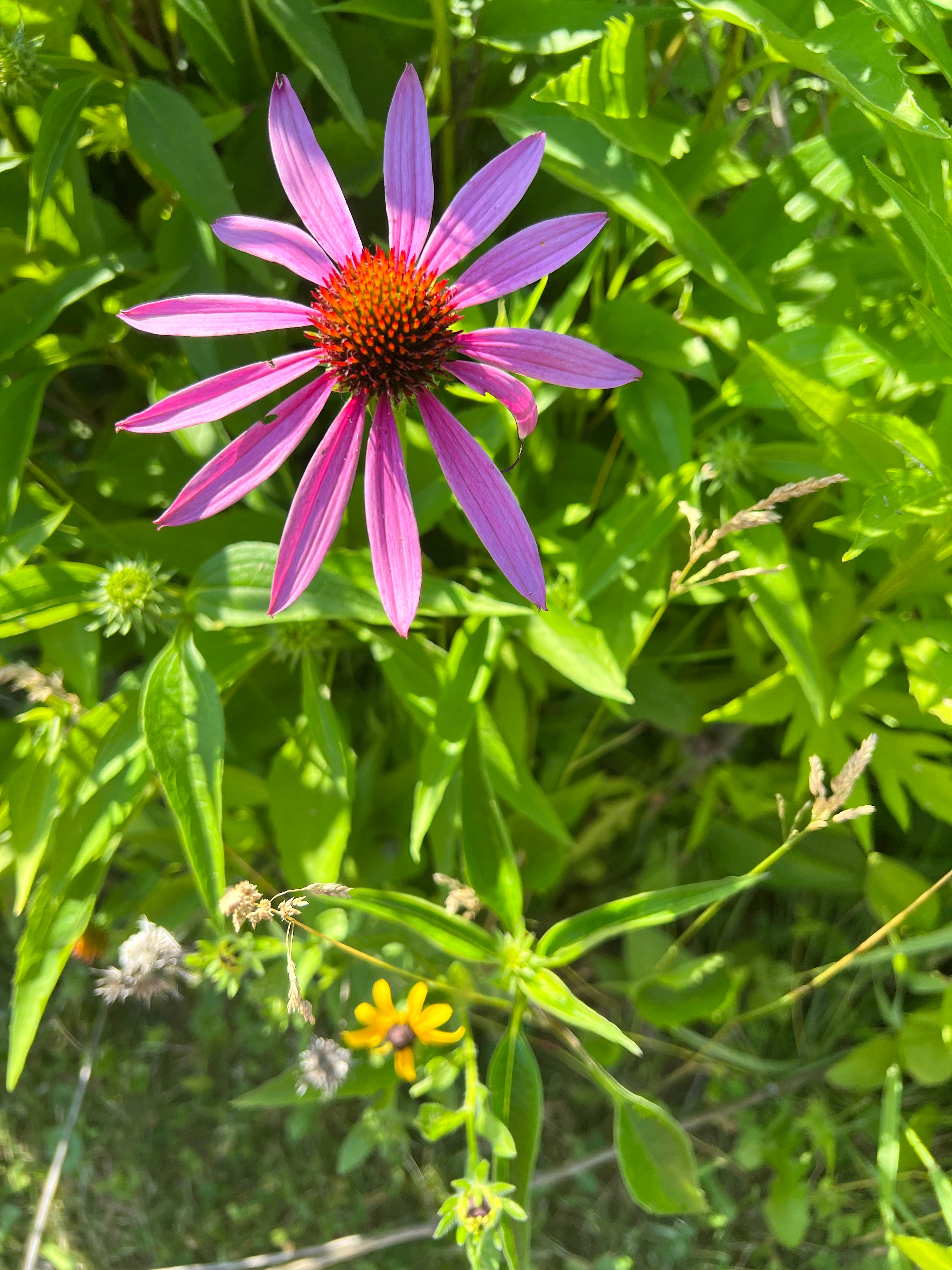 Camper-submitted photo at Linn County Park Morgan Creek Campground near Shellsburg, IA