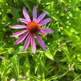 Review photo of Linn County Park Morgan Creek Campground by Ashley S., July 1, 2022