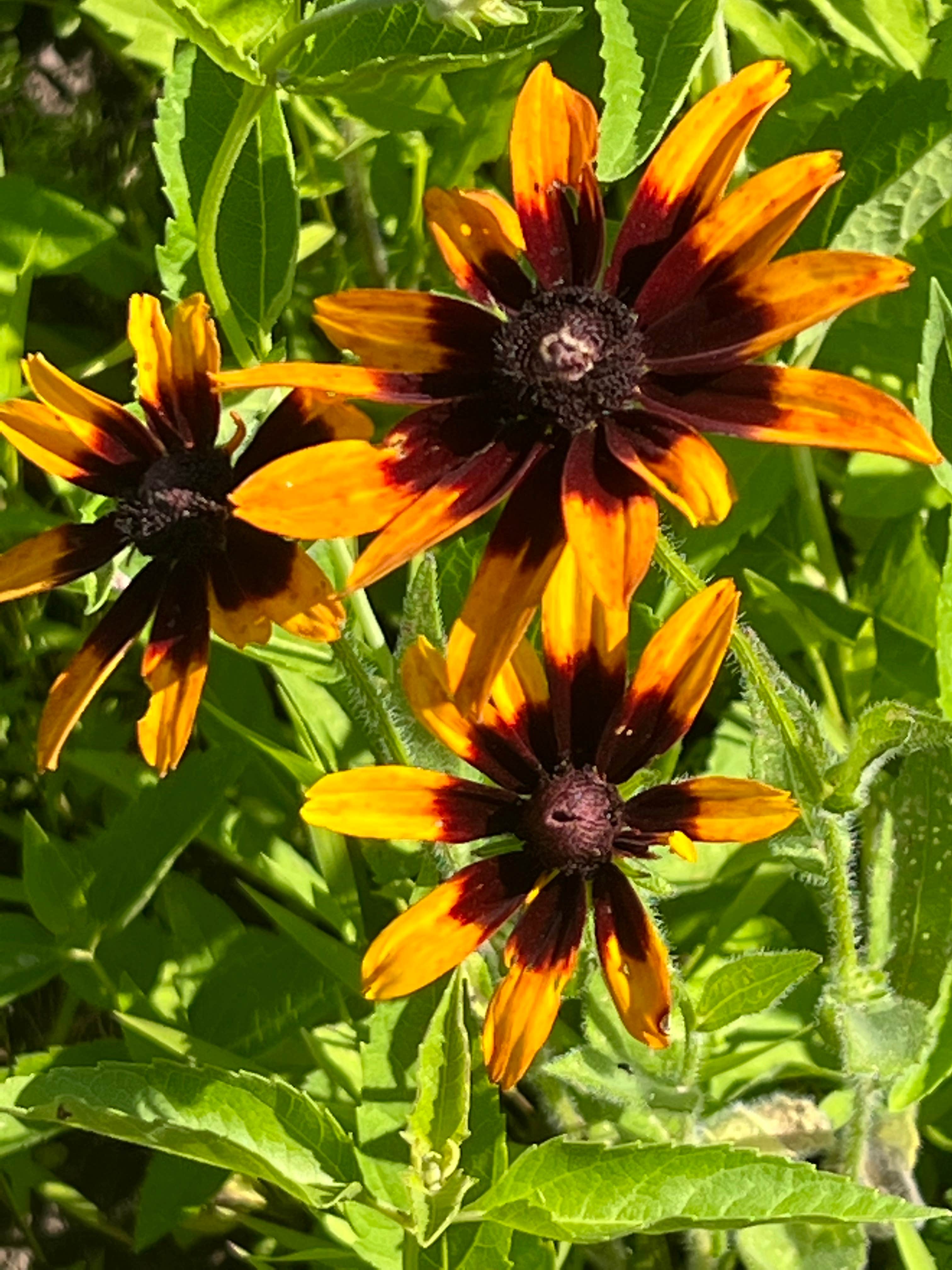 Camper-submitted photo at Linn County Park Morgan Creek Campground near Homestead, IA