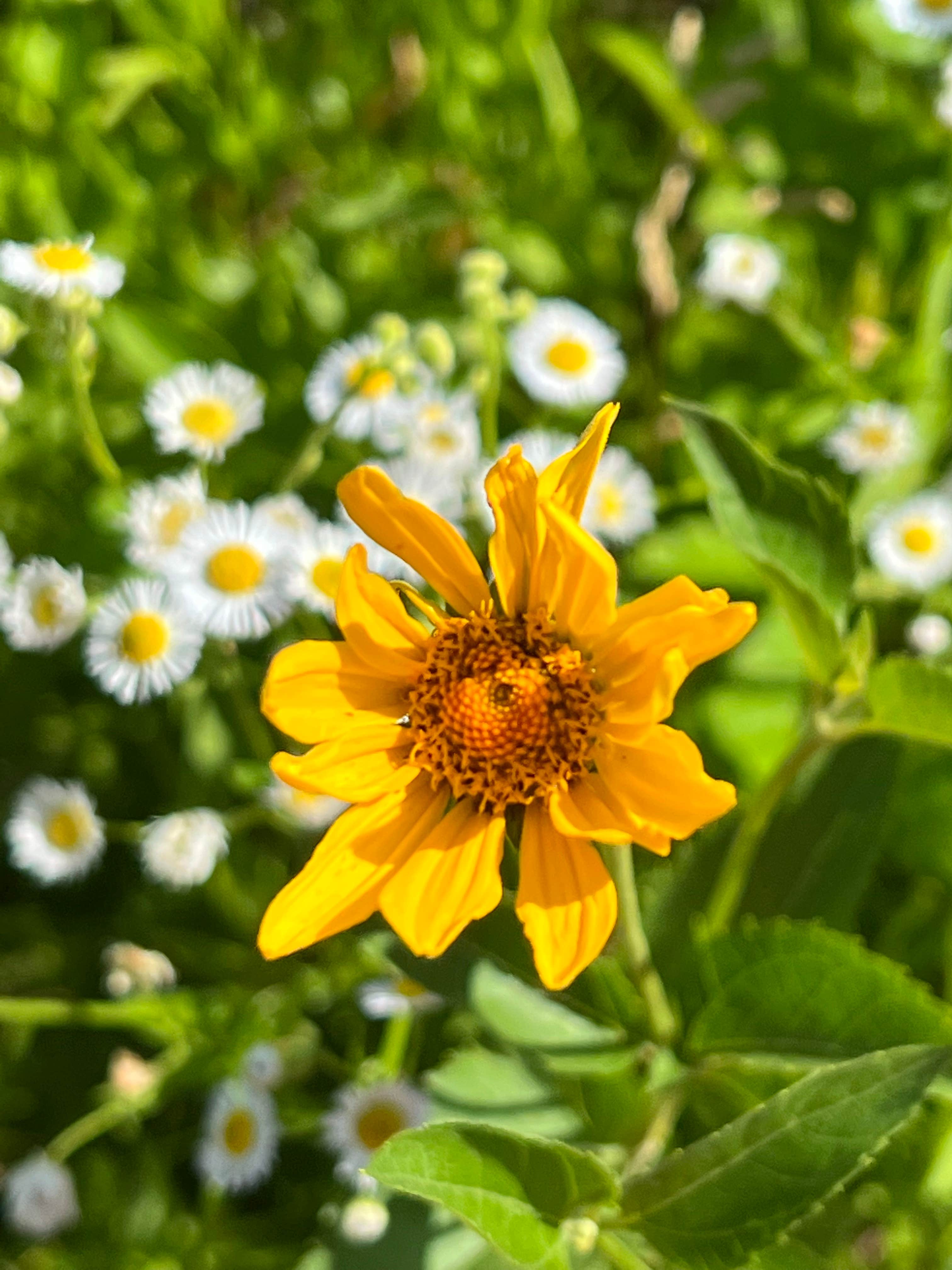 Camper-submitted photo at Linn County Park Morgan Creek Campground near Homestead, IA