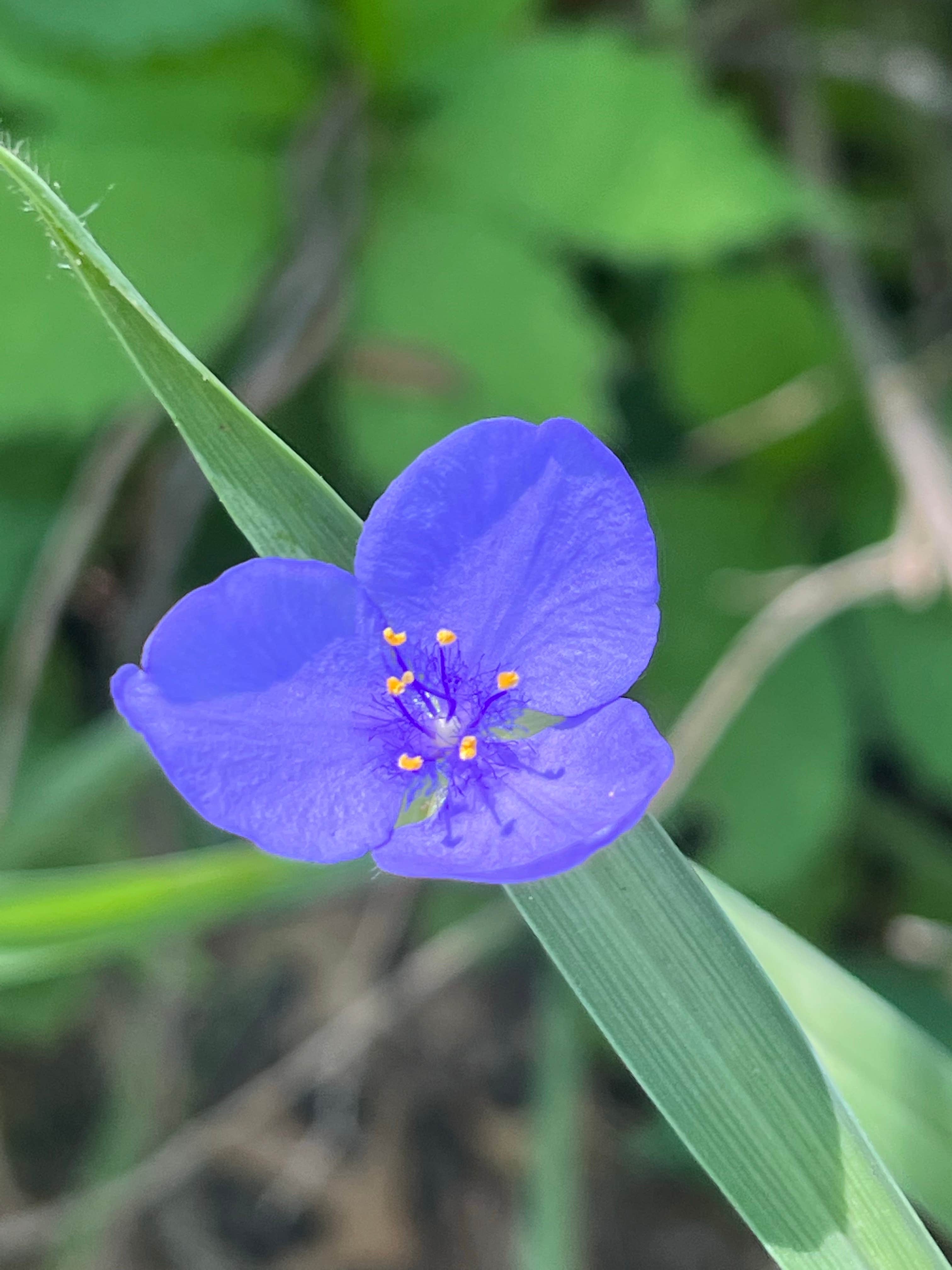 Camper-submitted photo at Pinicon Ridge Park near Anamosa, IA