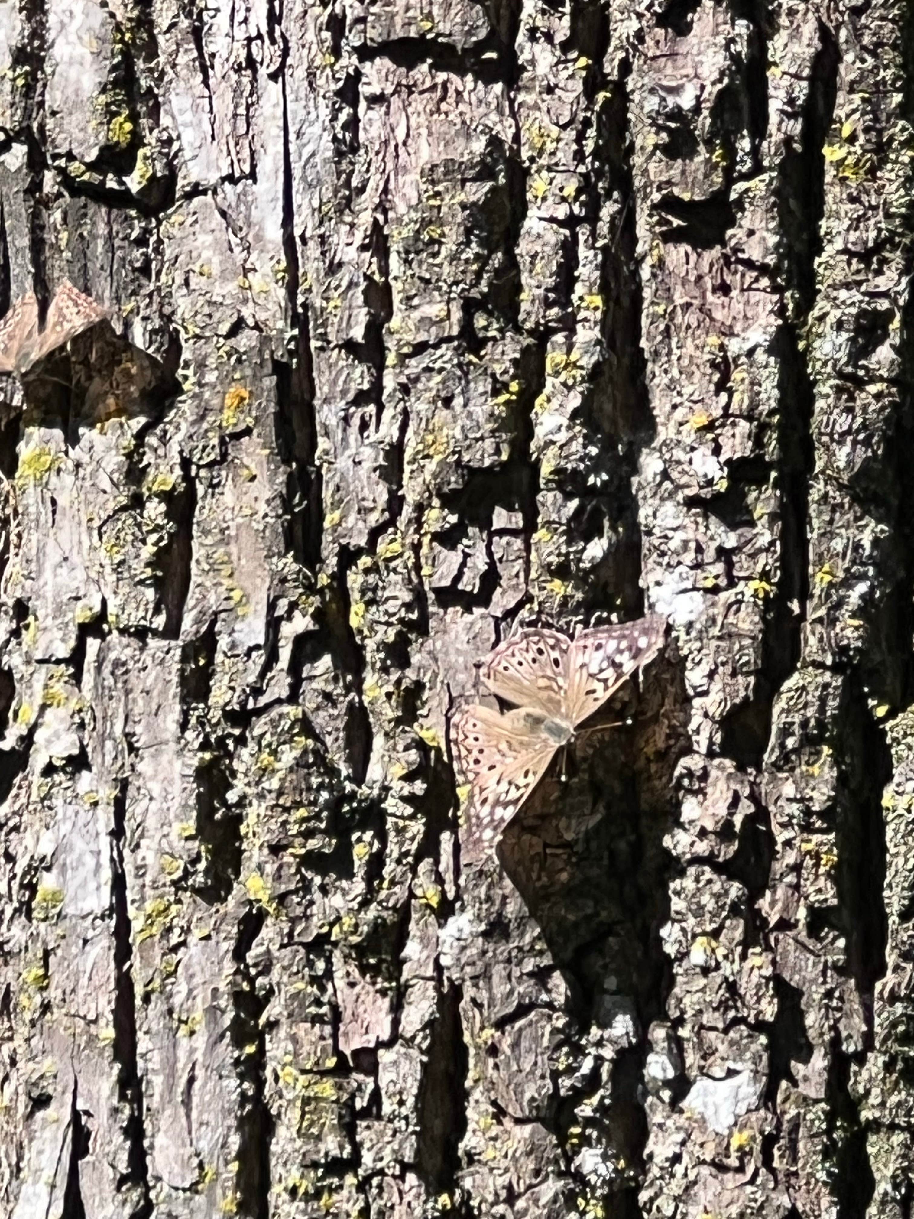 Camper-submitted photo at Pinicon Ridge Park near Anamosa, IA