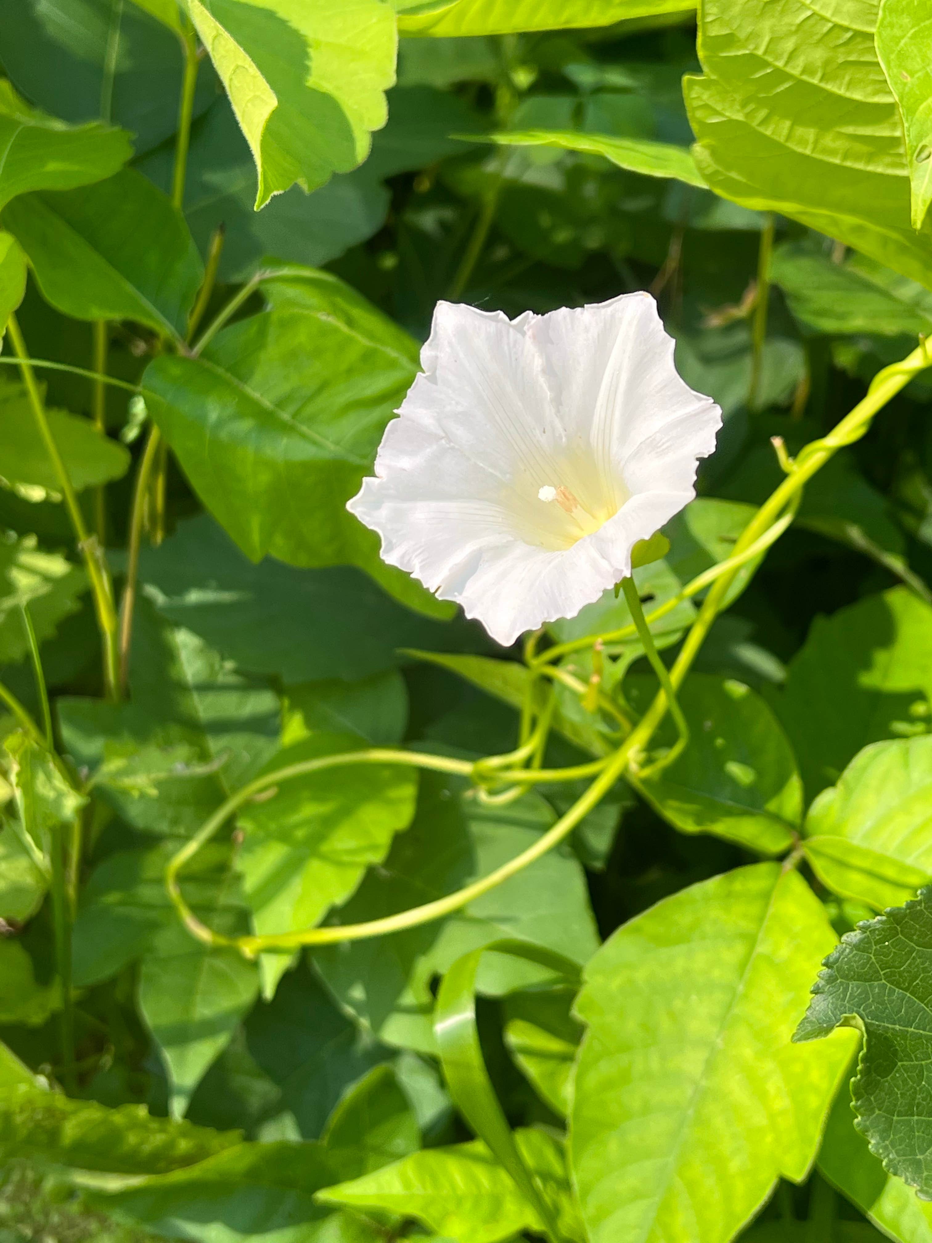 Camper-submitted photo at Pinicon Ridge Park near Anamosa, IA
