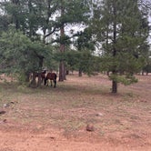 Review photo of Black Canyon Rim Campground (apache-sitgreaves National Forest, Az) by Karl K., July 1, 2022
