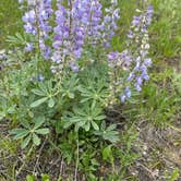 Review photo of Jenny Lake Campground — Grand Teton National Park by LoneCamper C., June 30, 2022