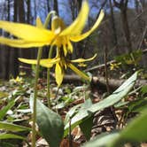 Review photo of Davidson River Campground by Meridith  M., July 17, 2018