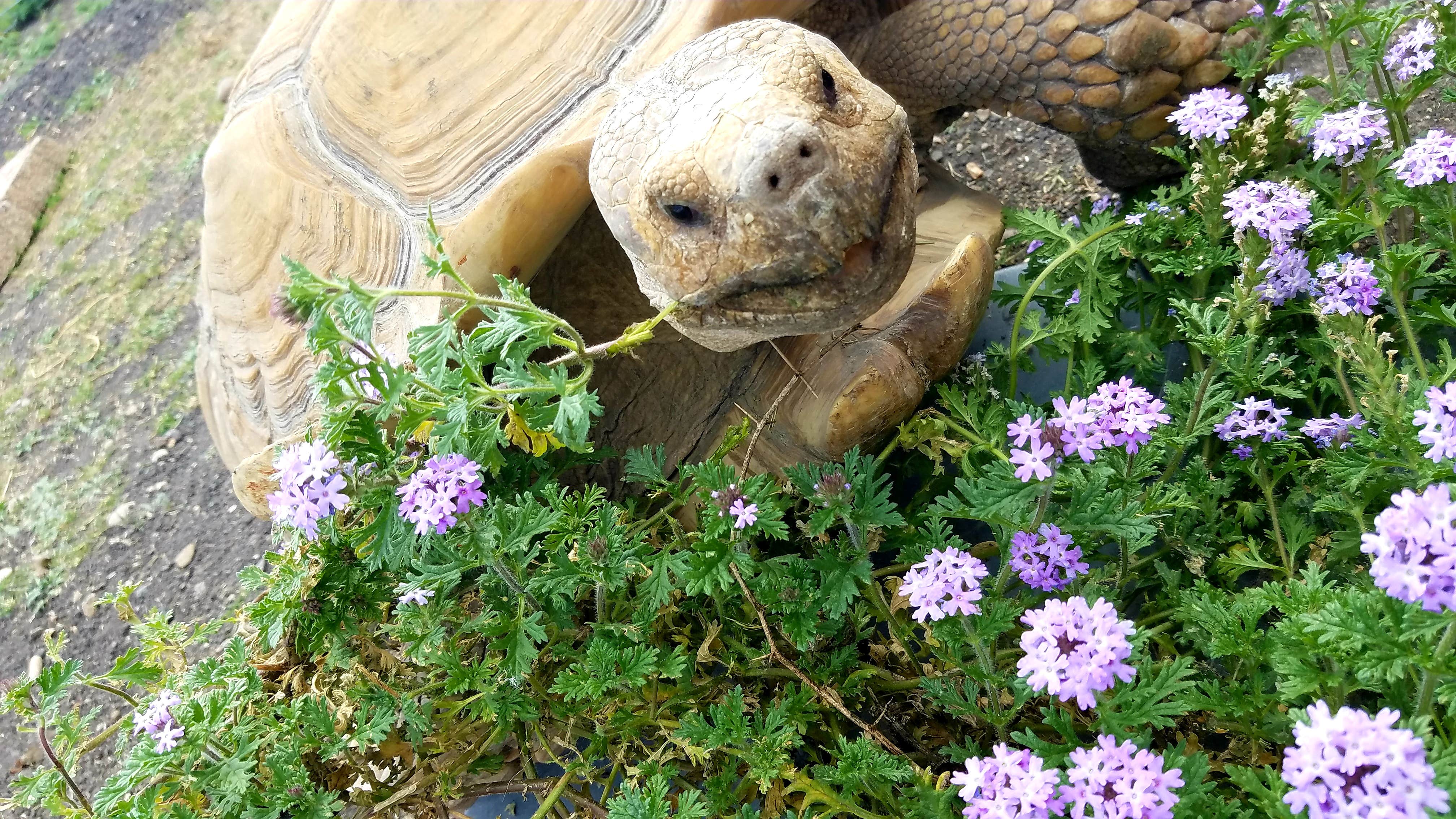 Camper-submitted photo at 10 Point Turtle Ranch near Eagle Pass, TX