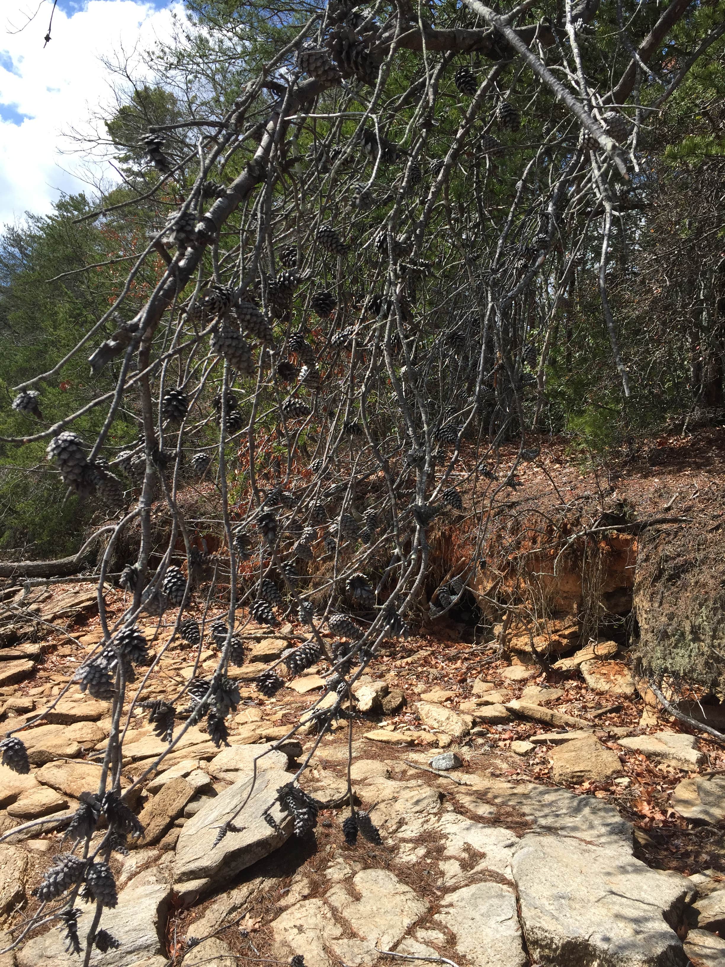 Camper-submitted photo at Oconee State Park Campground near Toccoa, GA