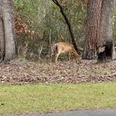 Review photo of Goose Creek State Park Campground by Dawn C., July 2, 2022