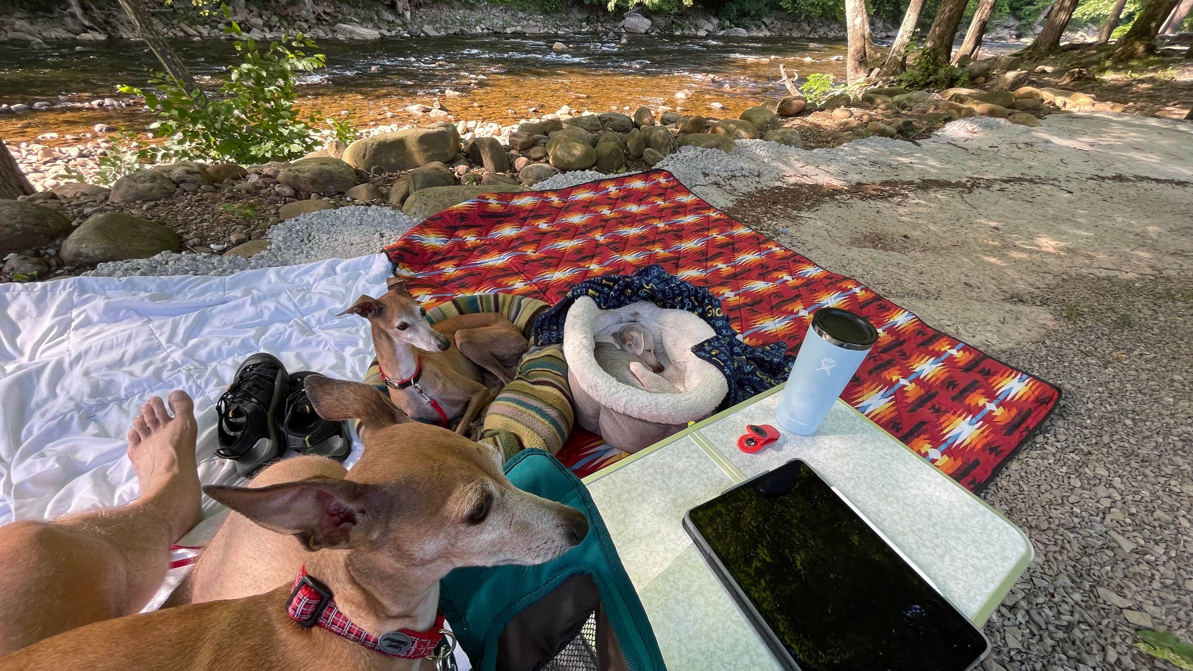 Camper-submitted photo at Revelle’s River Resort near Glady, WV