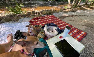 Paul S.'s photo of camping with pets at Revelle’s River Resort near Volga, WV