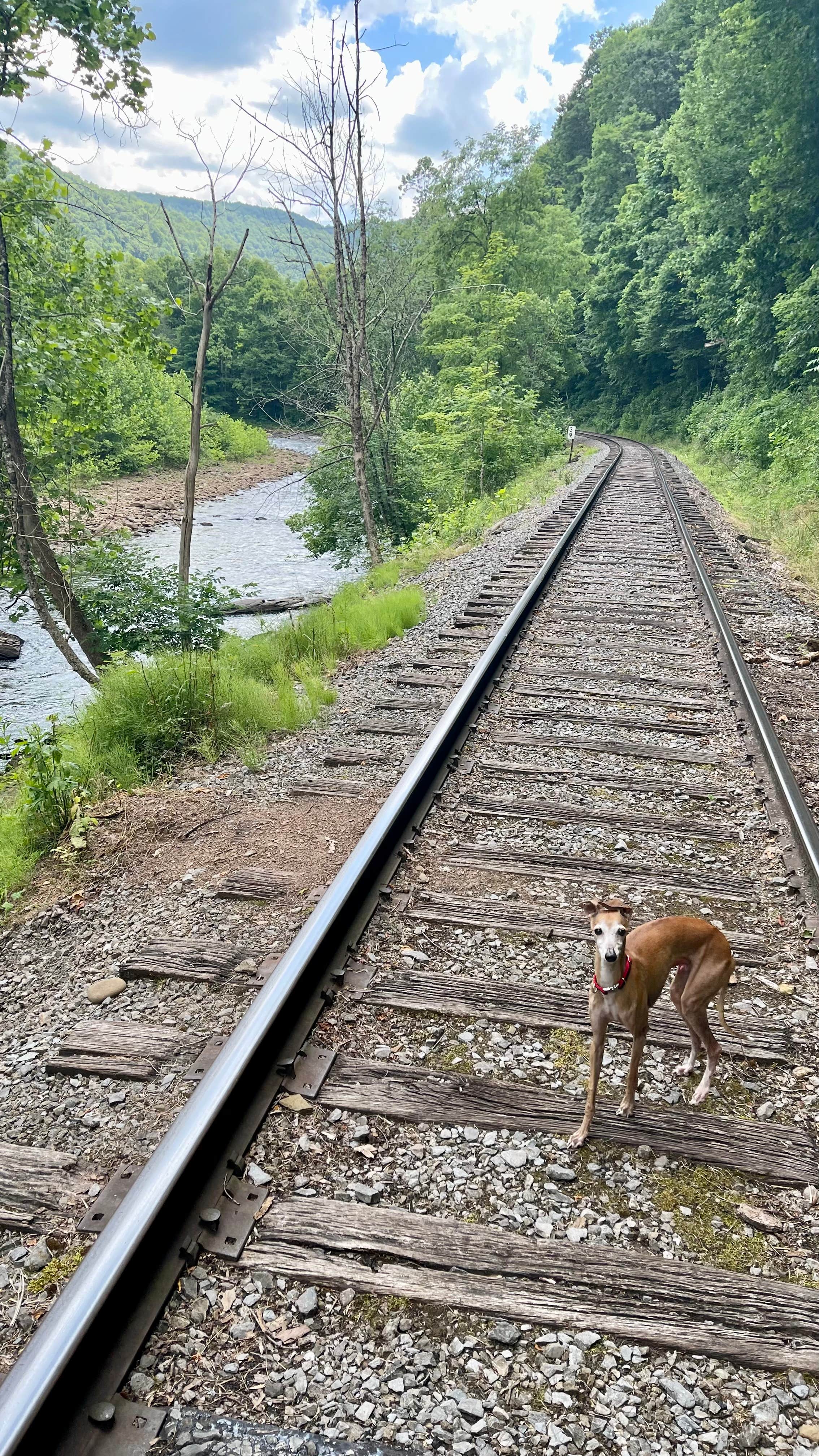 Paul S.'s photo of camping with pets at Revelle’s River Resort near Seneca Rocks, WV