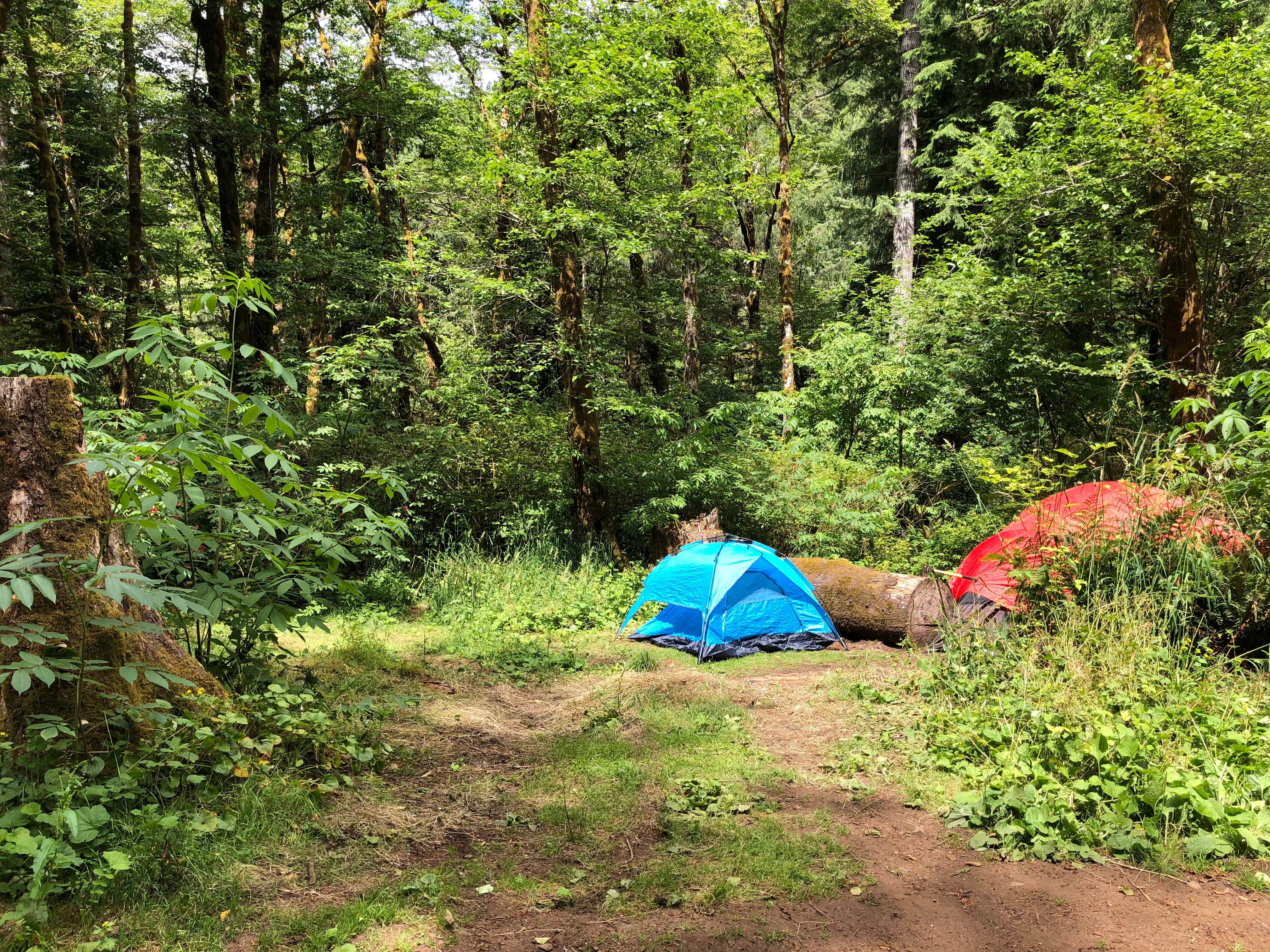 Corinna B.'s photo of tent camping at Tillamook Forest Dispersed on the Nehalem River near Ilwaco, WA