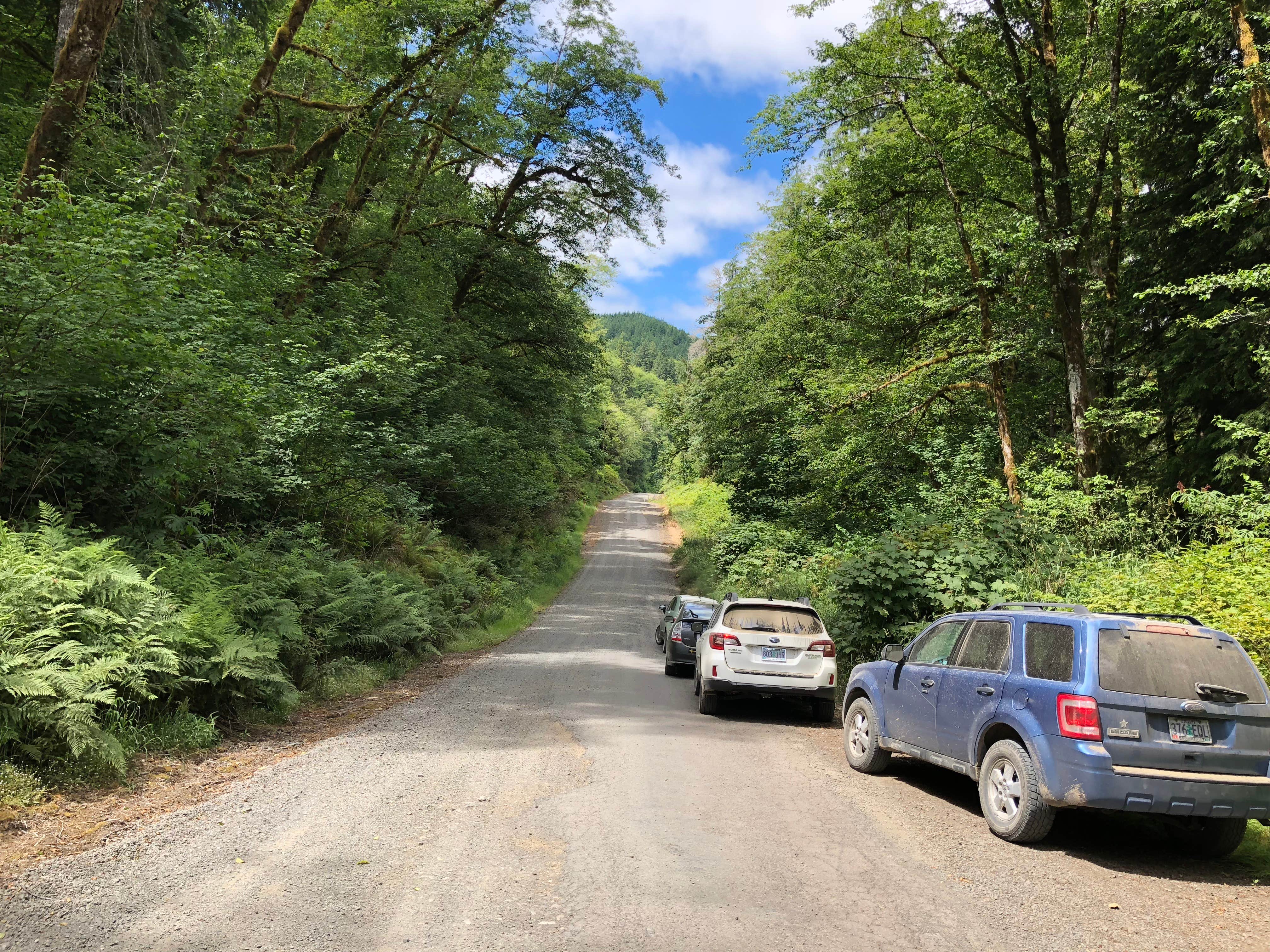 Camper submitted image from Tillamook Forest Dispersed Camping on the Nehalem River - 4