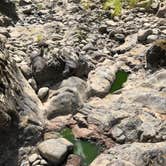 Review photo of Tillamook Forest Dispersed on the Nehalem River by Corinna B., July 17, 2018