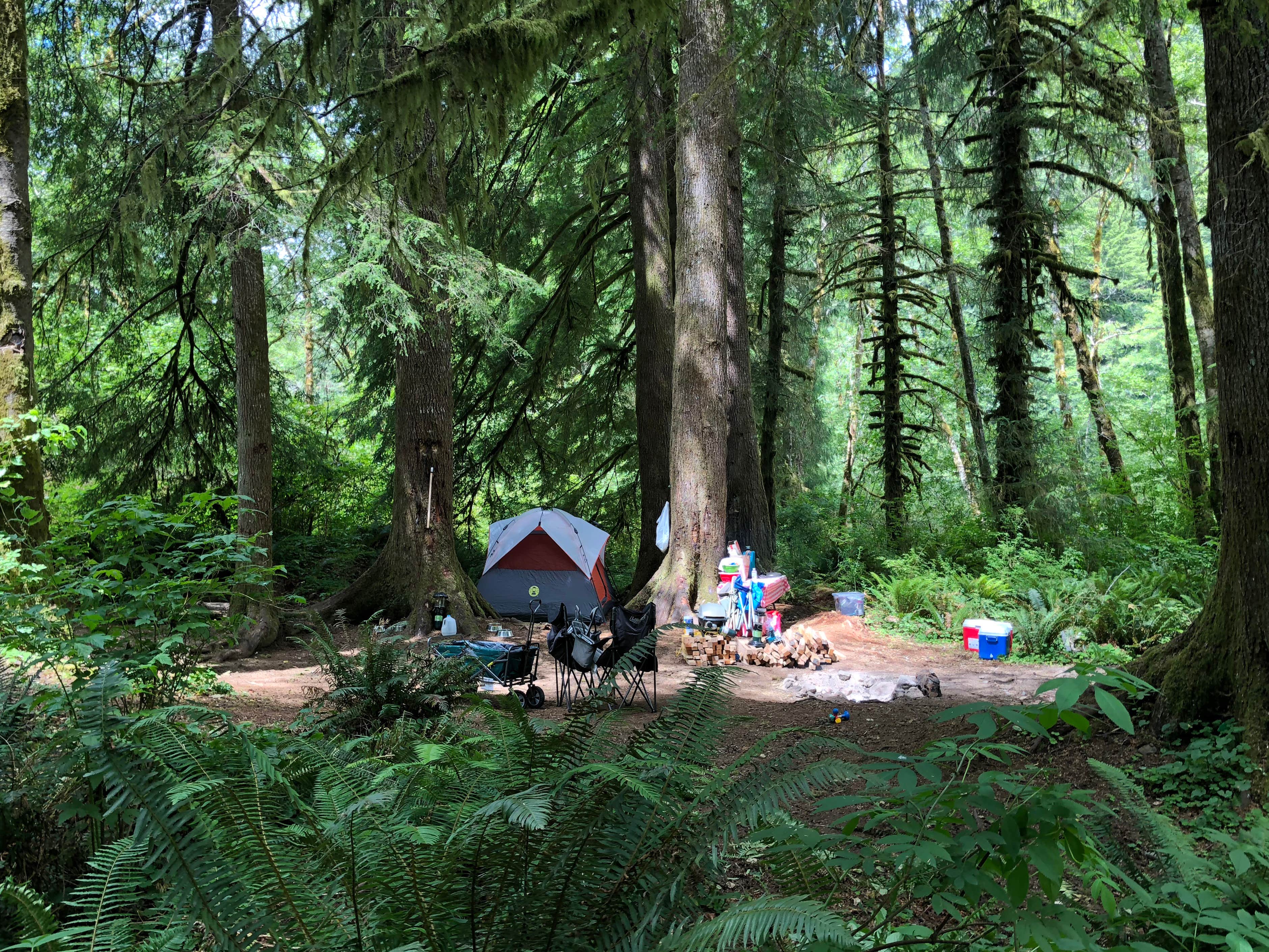 Tillamook Forest Dispersed on the Nehalem River Camping