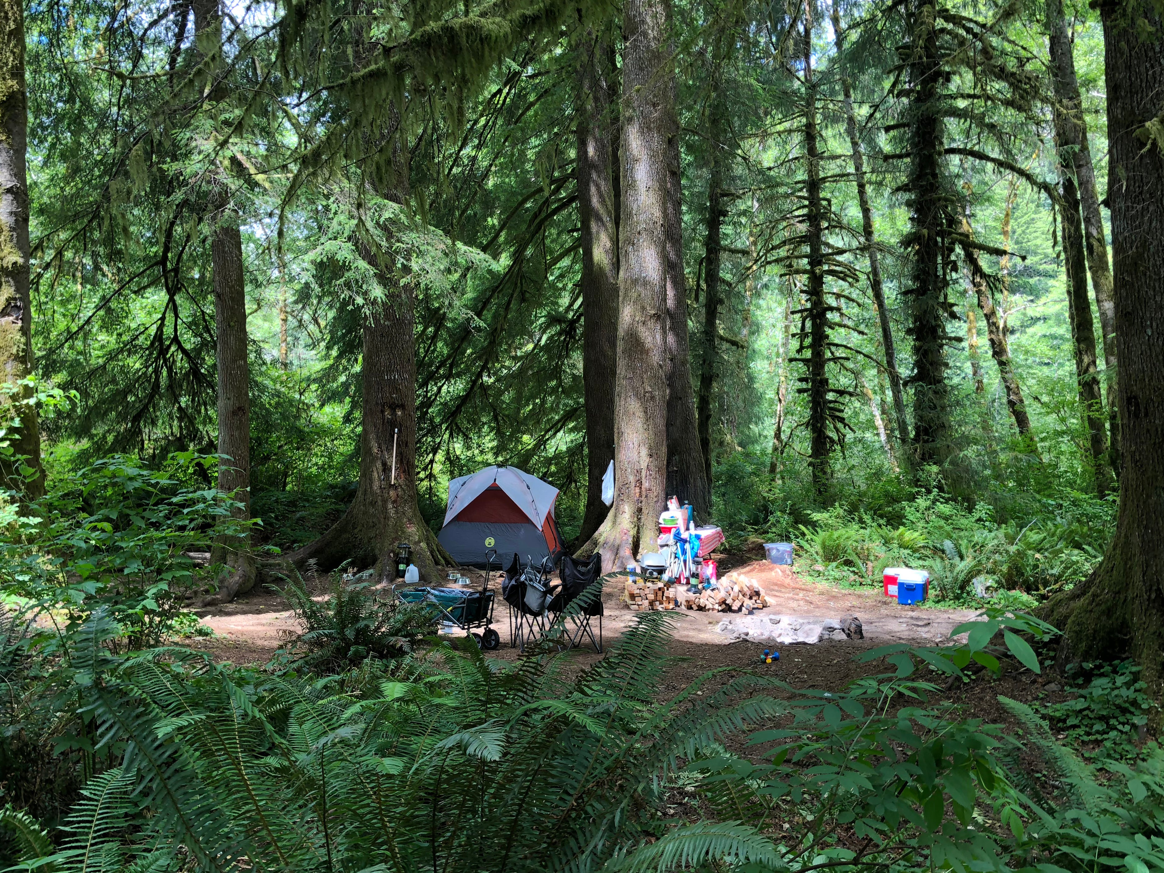 Camper submitted image from Tillamook Forest Dispersed on the Nehalem River - 5