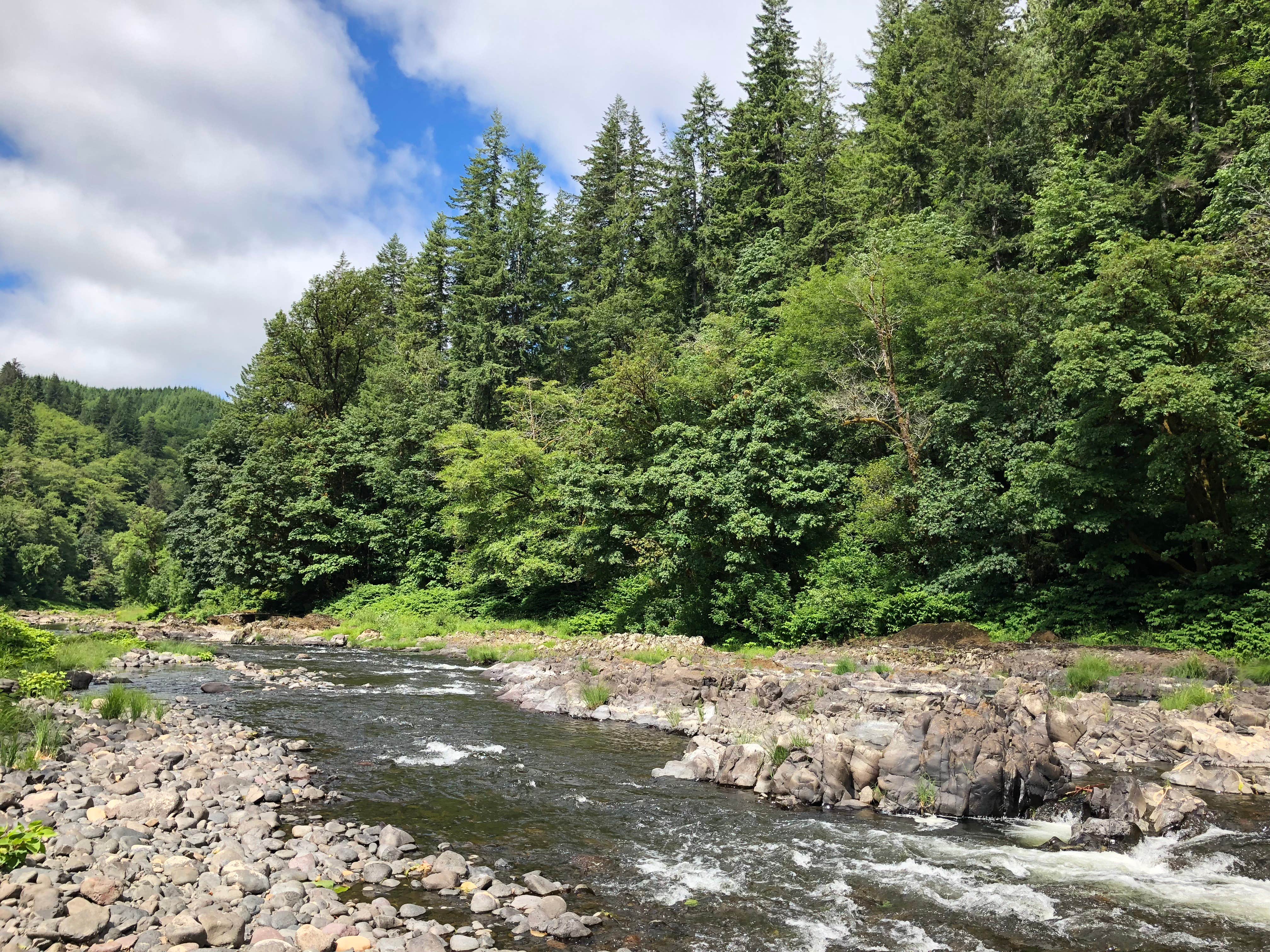 Camper submitted image from Tillamook Forest Dispersed on the Nehalem River - 2