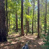 Review photo of Holly Point — Falls Lake State Recreation Area by terry , July 2, 2022