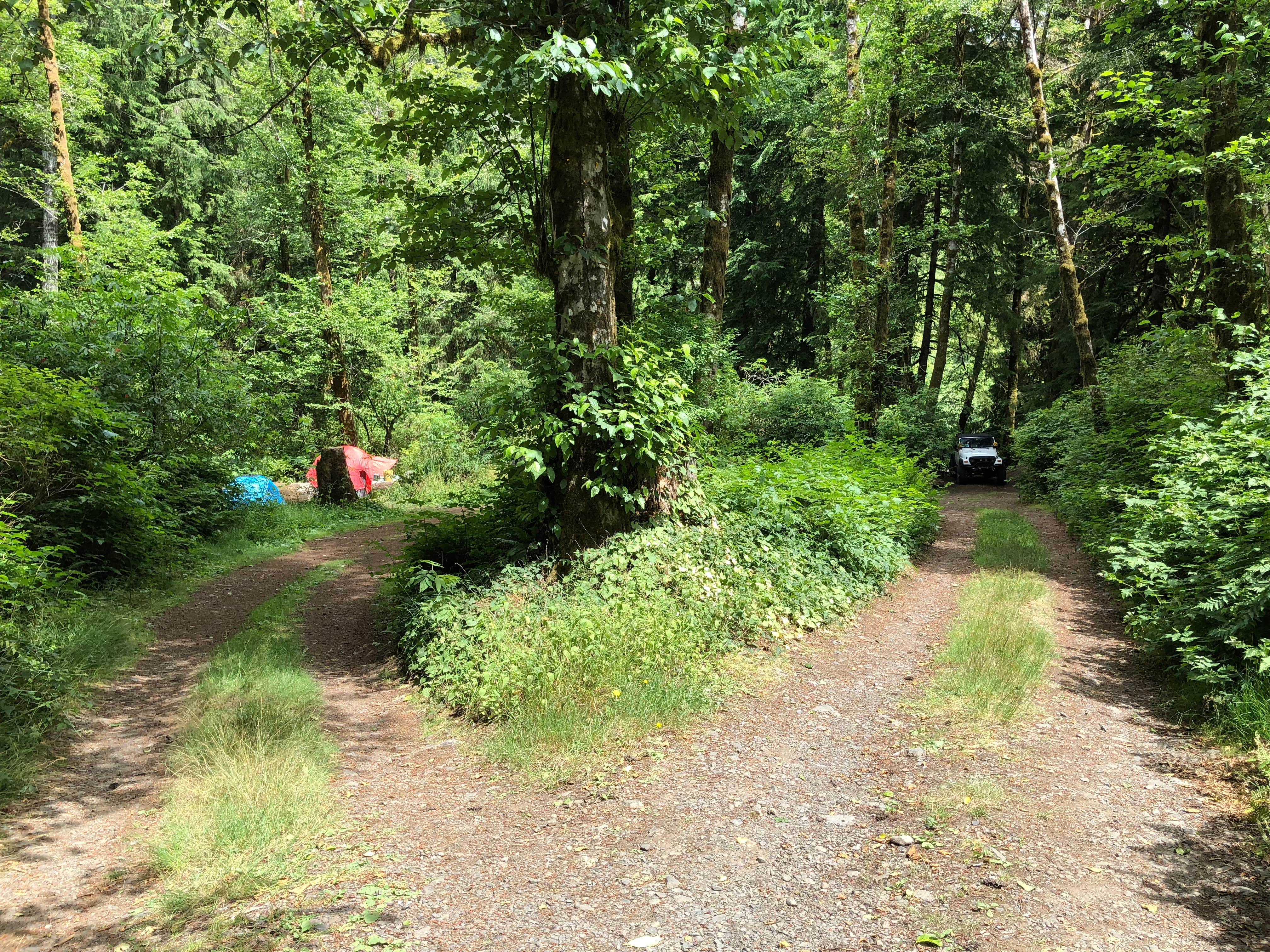 Camper-submitted photo at Tillamook Forest Dispersed on the Nehalem River near Ilwaco, WA