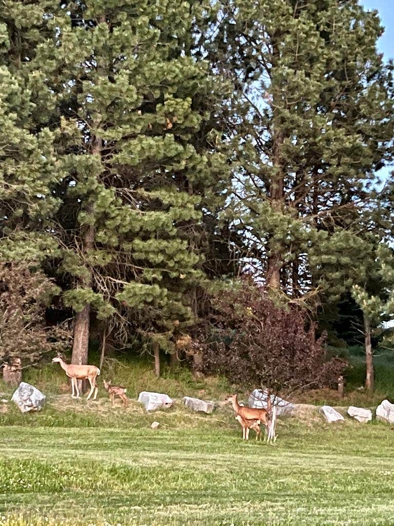 Camper submitted image from Ridgeview Campground — Lake Cascade State Park - 5