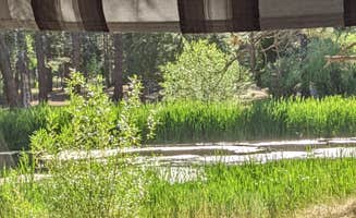 Tracy K.'s photo of camping with pets at Burney Falls/Hat Creek KOA near Mill Creek, CA