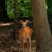 Review photo of Buttersville Park Campground by Stacia L., July 3, 2022