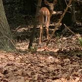 Review photo of Buttersville Park Campground by Stacia L., July 3, 2022