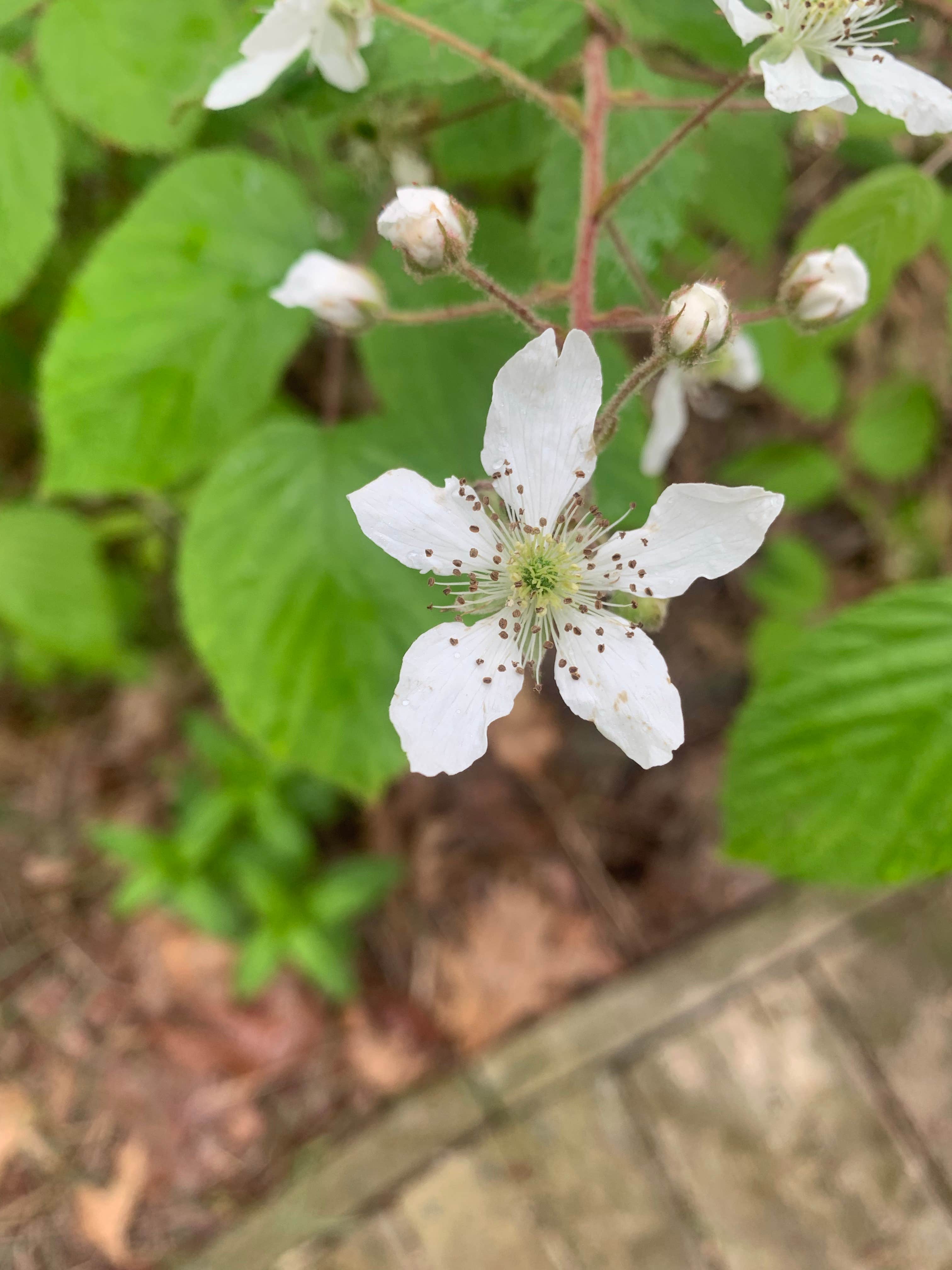 Camper-submitted photo at Pioneer Park Campground near Twin Lake, MI