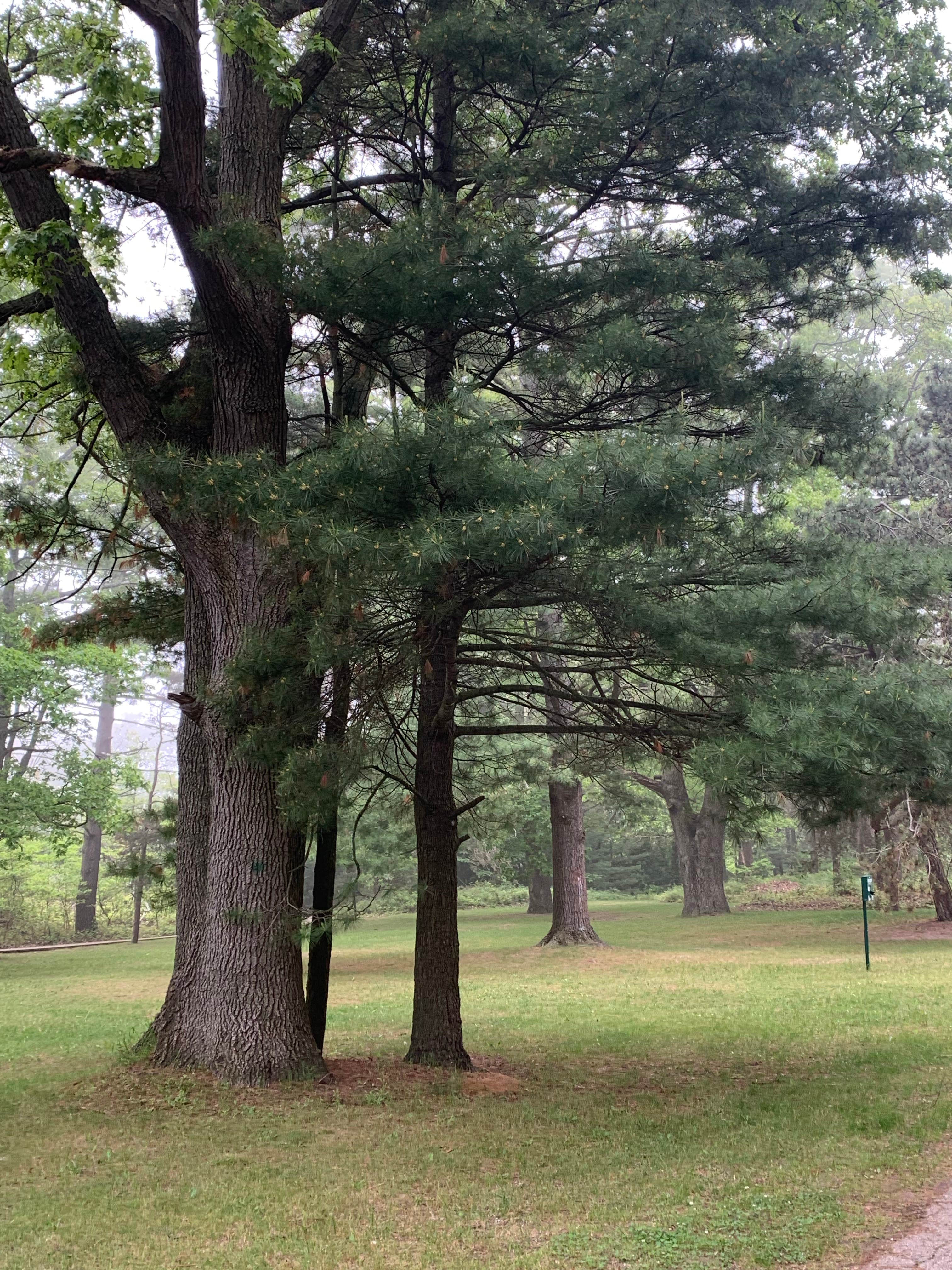 Camper-submitted photo at Pioneer Park Campground near Twin Lake, MI