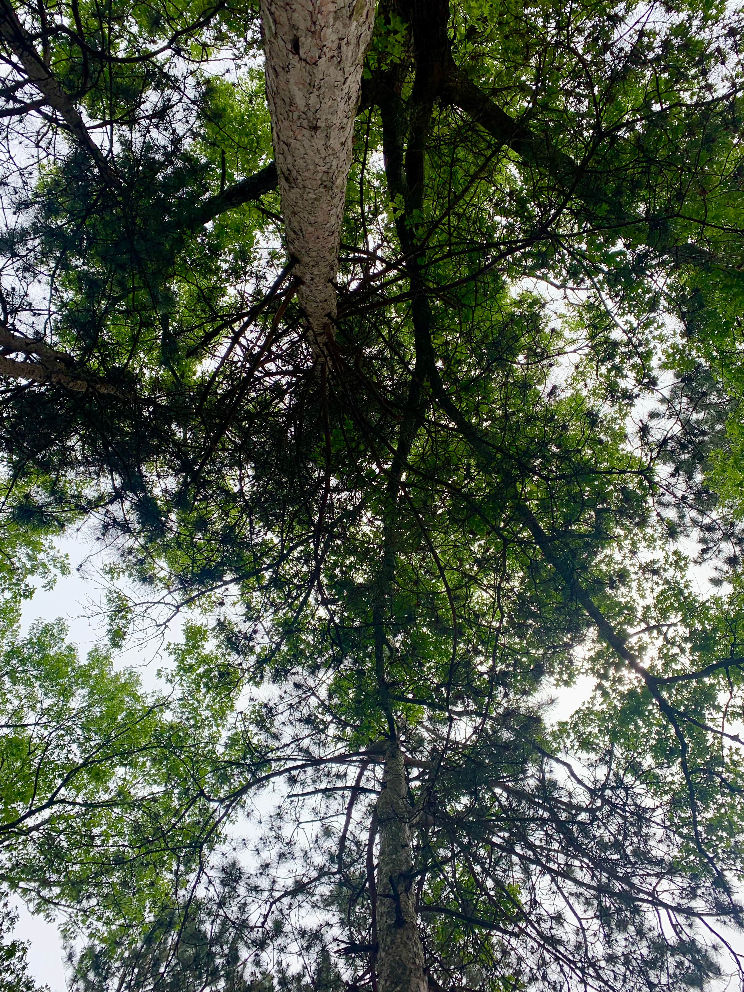 Camper-submitted photo at Pioneer Park Campground near Twin Lake, MI