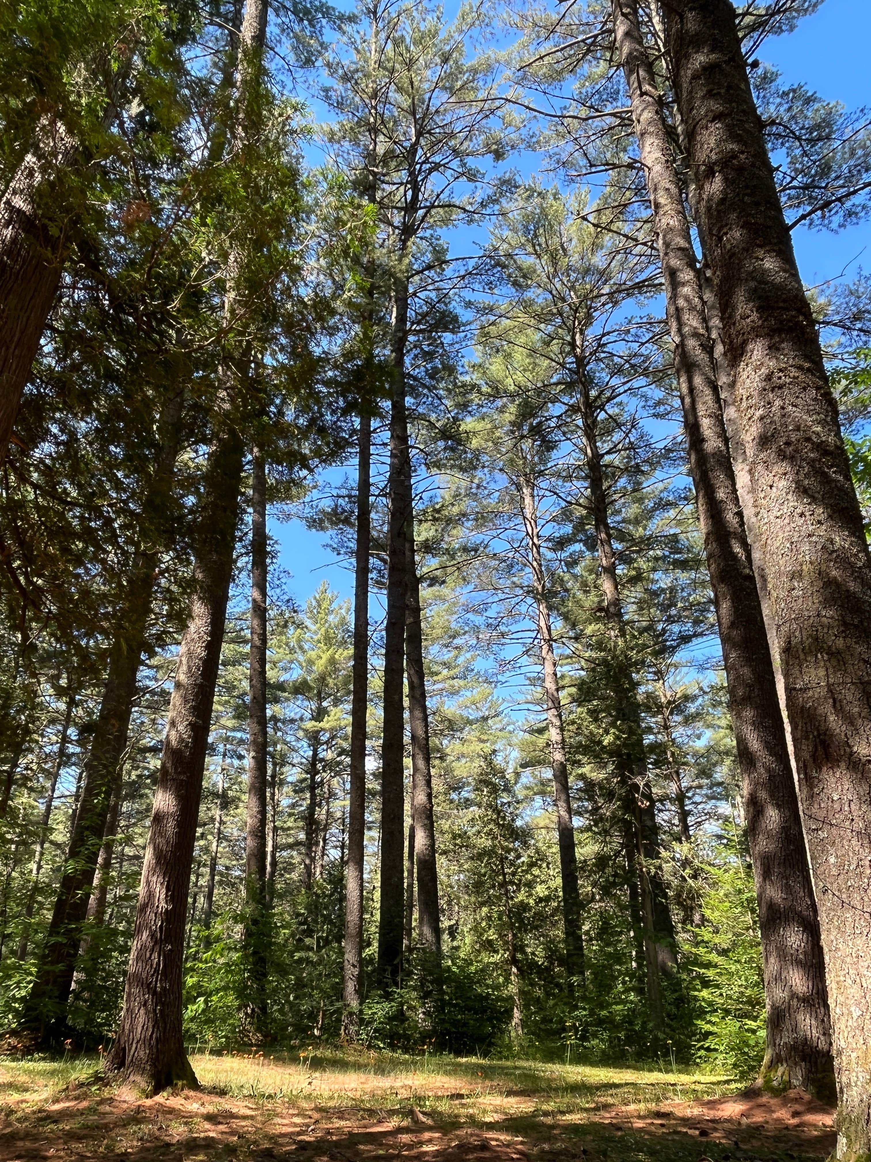 Camping near DAR State Park Campground: Sharp Bridge Campground, Witherbee, New York
